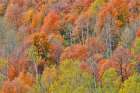 USA, Utah. Wasatch Mountains, Logan Canyon, Highway 89 with fall colors Aspens and maple Art Print